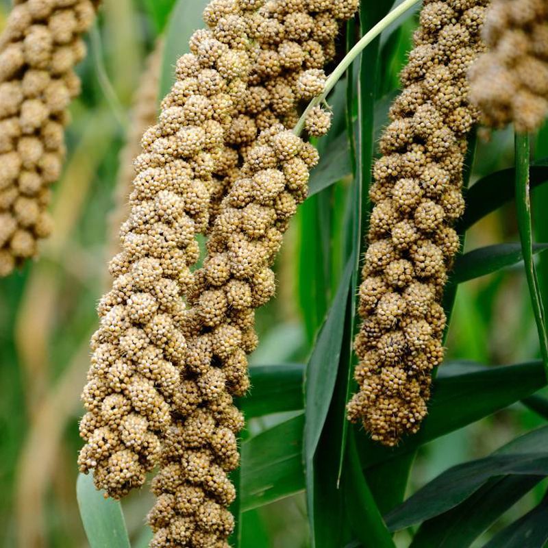 foxtail-millet-plant